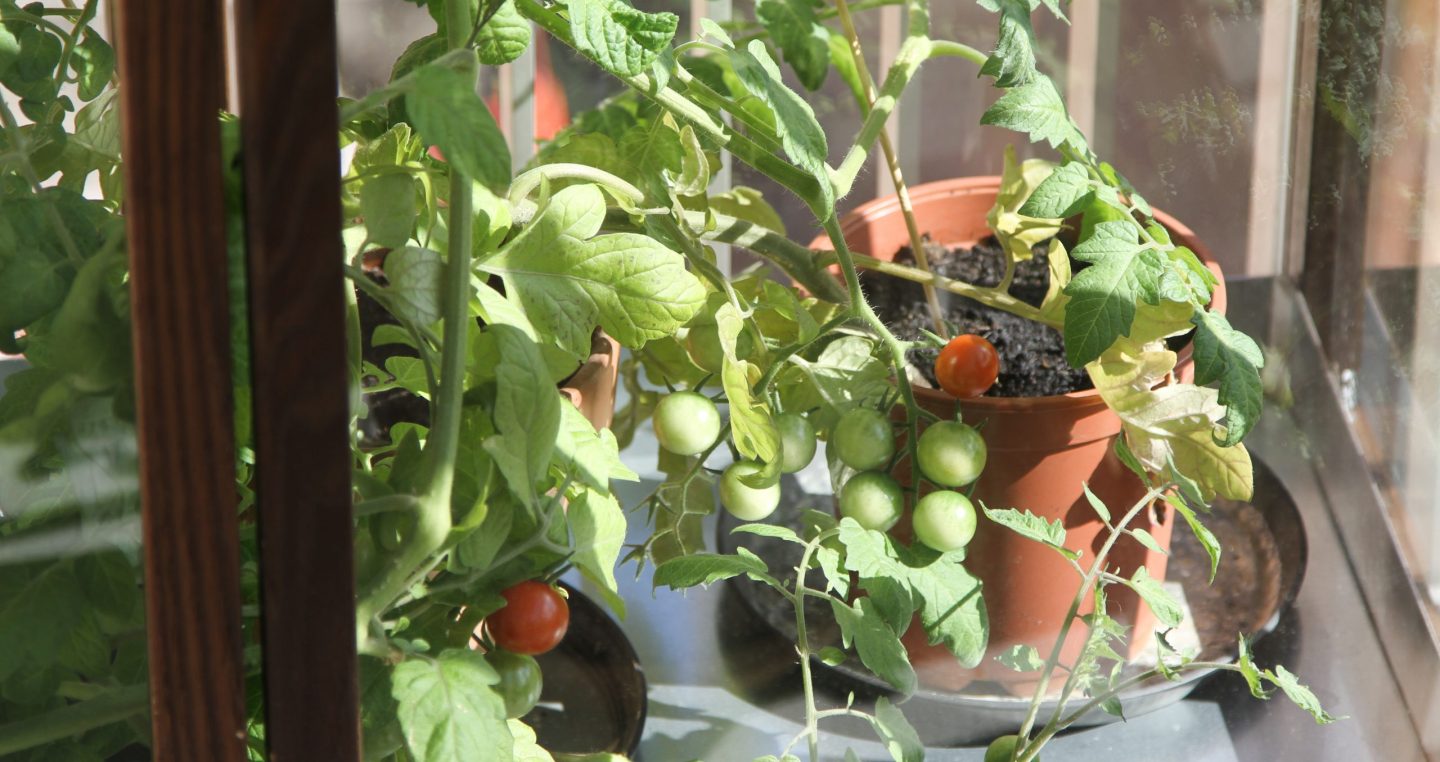 I drivhuset har Marie sine tomater stående.