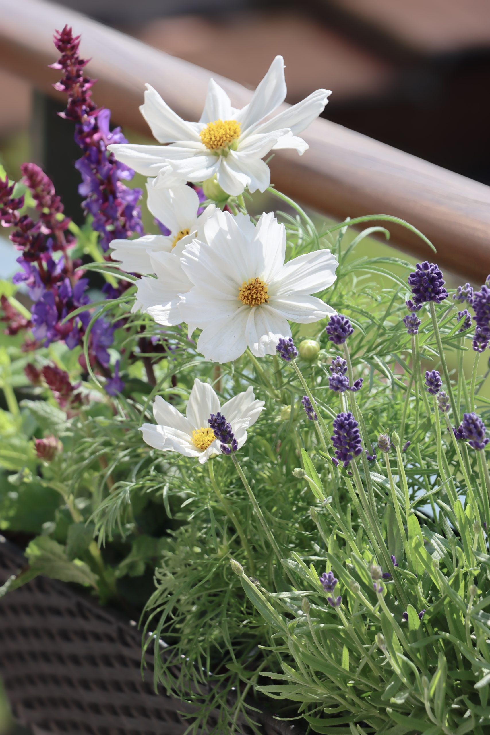 Stolt kavaler, staudesalvie og lavendel i altankasse på altanen