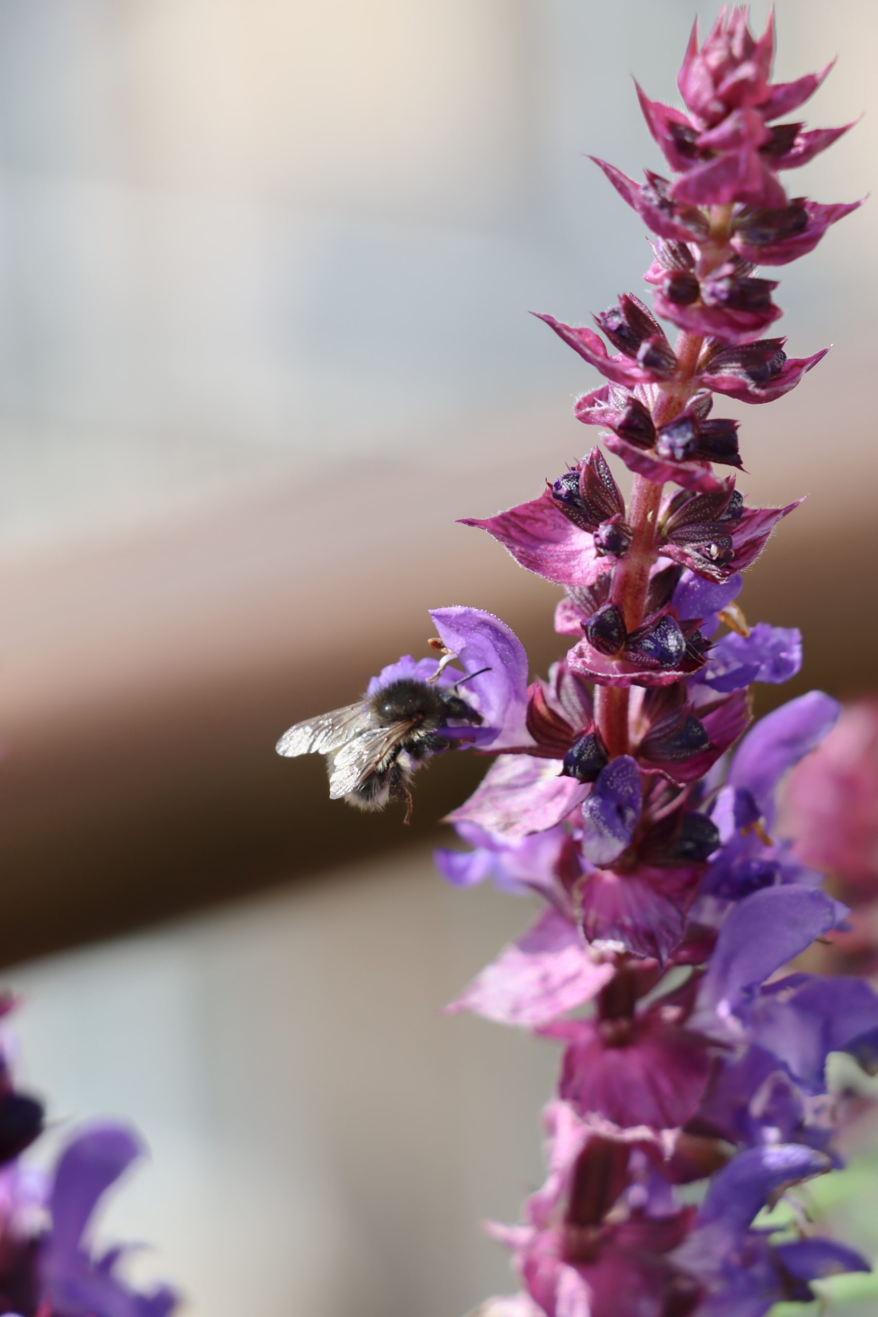 En brumbasse finder mad i blomsten på en staudesalvie på altanen