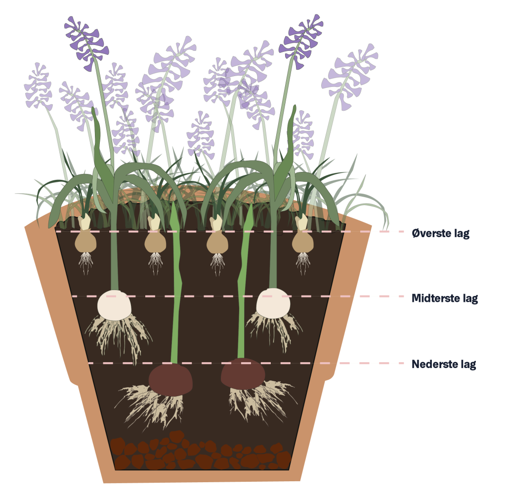 Løglasagne illustration
